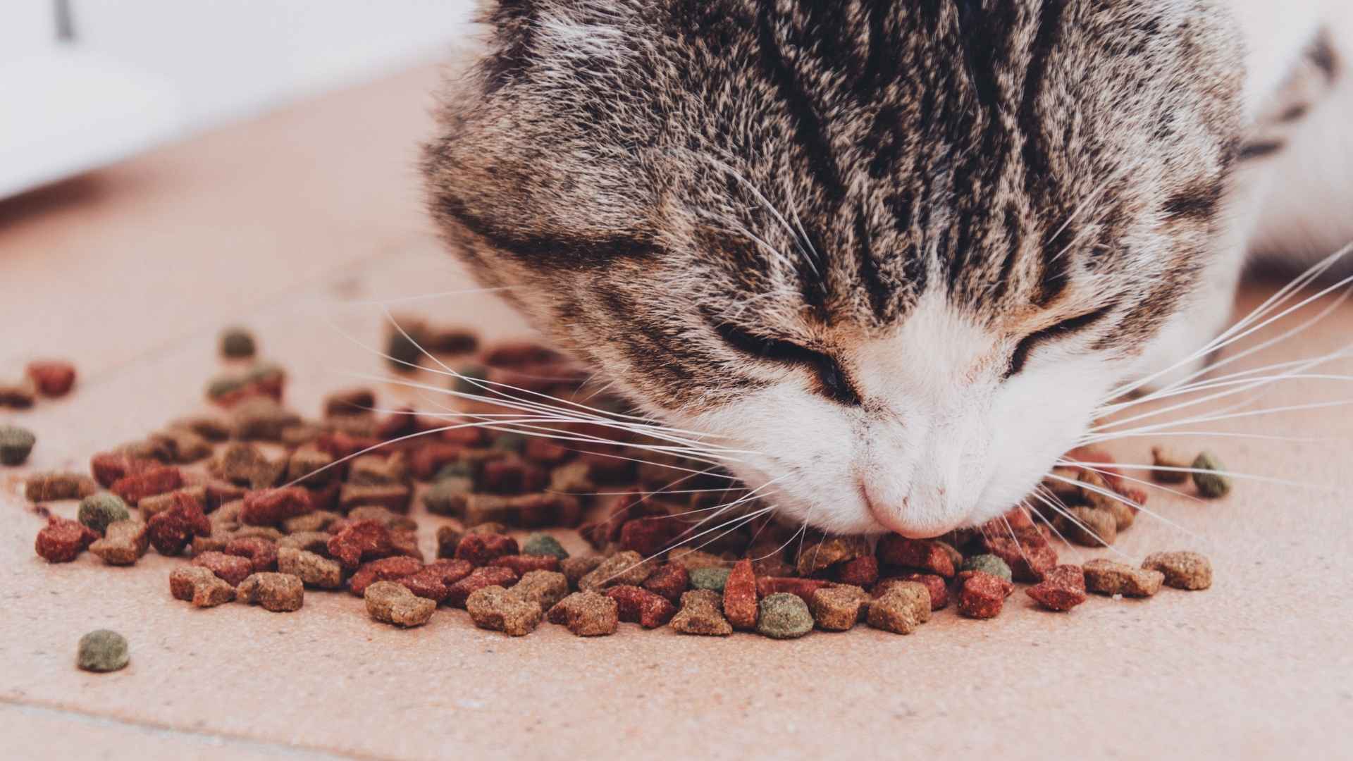 gato come pienso sin cereales